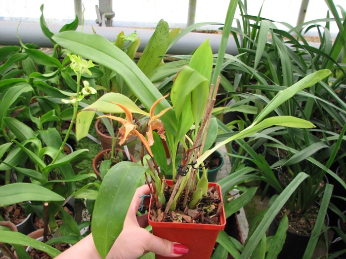 Maxillaria Sangai (Maxillaria pulla x Maxillaria striata).JPG