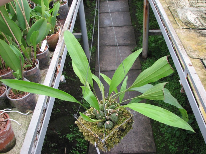 Stanhopea tigrina.JPG