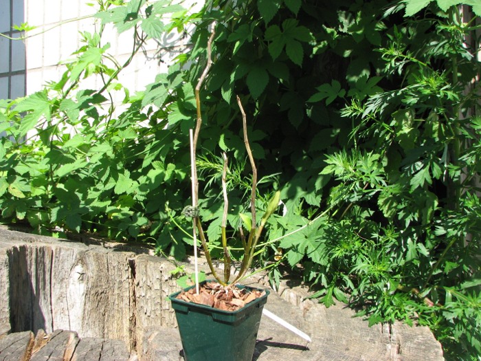 Dendrobium lowii.JPG