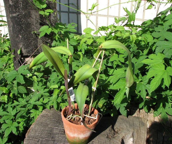 Brassolaeliocattleya Ben Kodama (Laeliocattleya Stonehurst x Brassavola digbyana).JPG