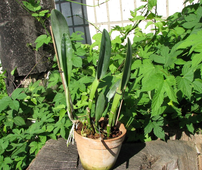 Brassavola Aristocrat (Brassavola glauca x digbyana).JPG