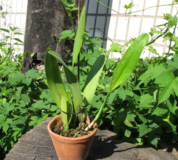 Cattleya quadricolor alba x Cattleya quadricolor suavissima.JPG
