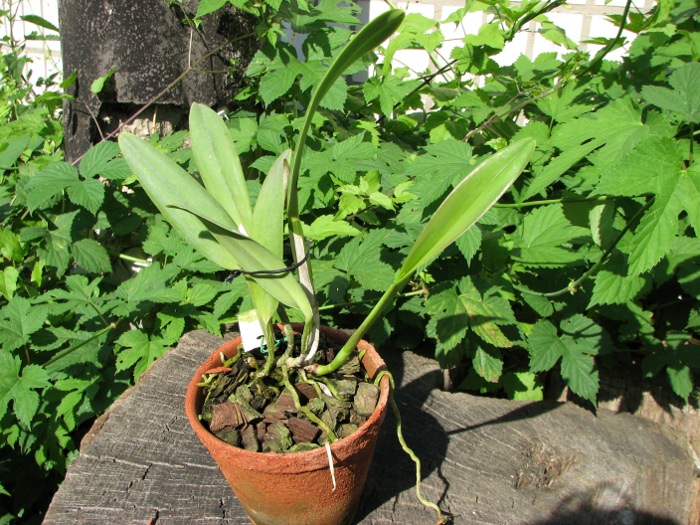 Cattleya warneri alba 'Colossus' x Laelia kautsky.JPG