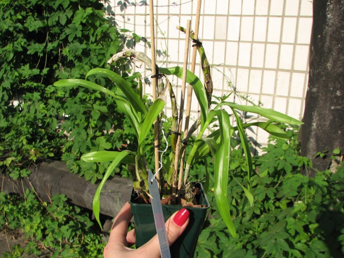 Dendrobium albosanguineum.JPG
