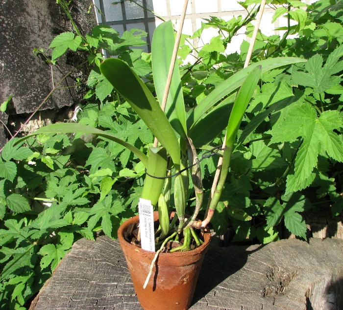 Cattleya lueddemaniana (color overlap x Irina).JPG