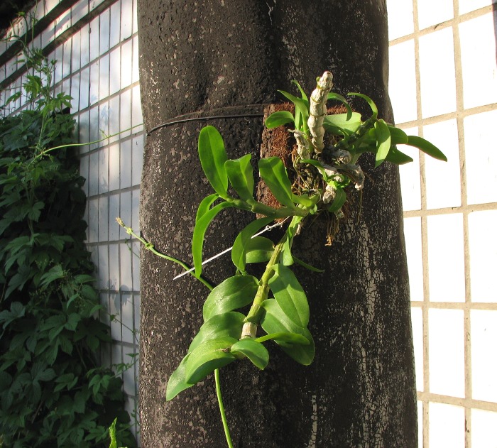 Dendrobium parishii.JPG