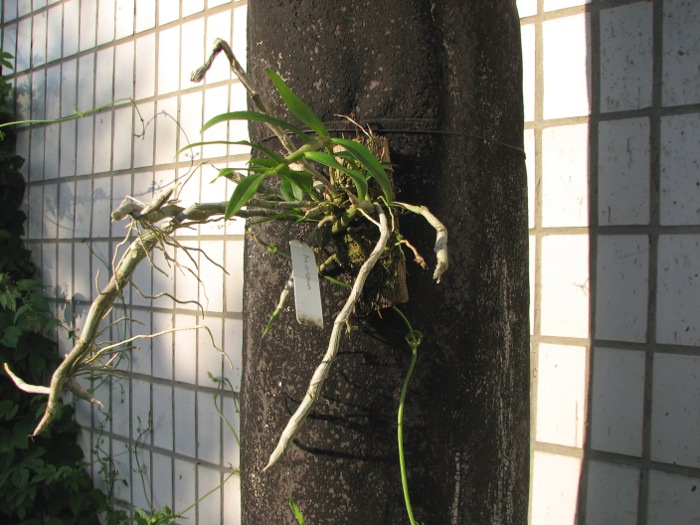 Dendrobium anosmum.JPG