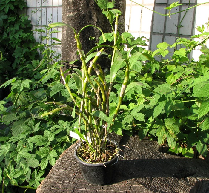 Dendrobium nobile var. wallichianum.JPG