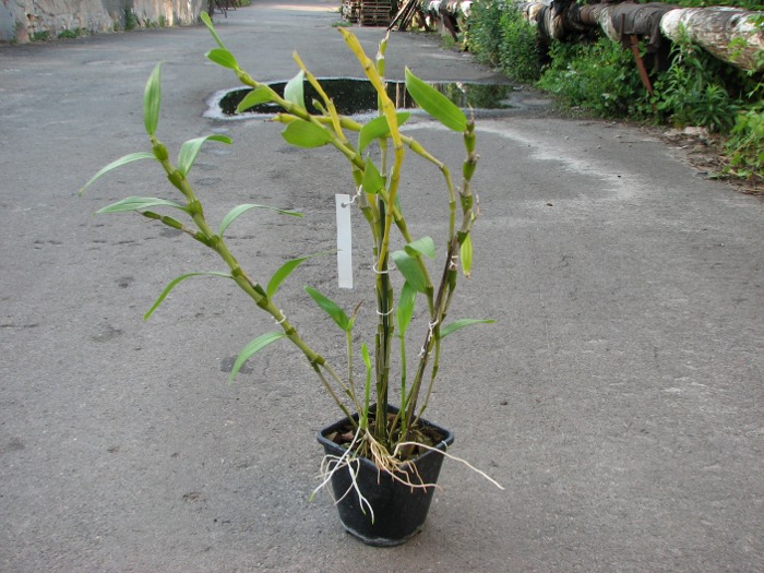 Dendrobium Cybelle.JPG