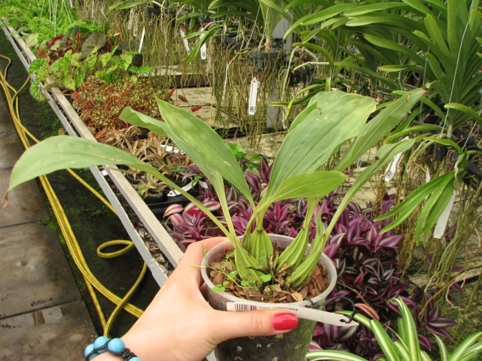 Gongora rufescens.JPG