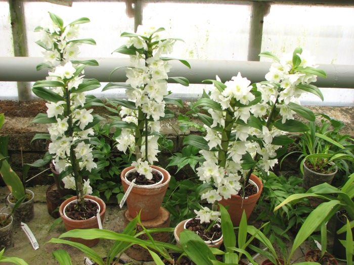 Dendrobium nobile 'Spring Dream Apollon'.JPG