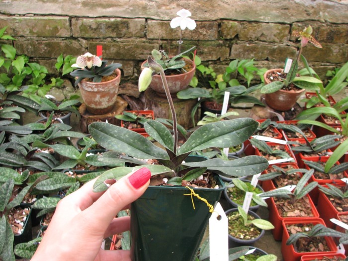 Paphiopedilum niveum.JPG