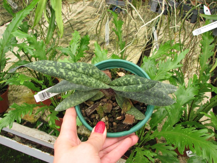 Paphiopedilum Norito Hasegawa (malipoense x armeniacum).JPG