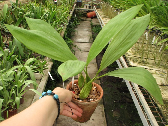 Coelogyne pandurata.JPG
