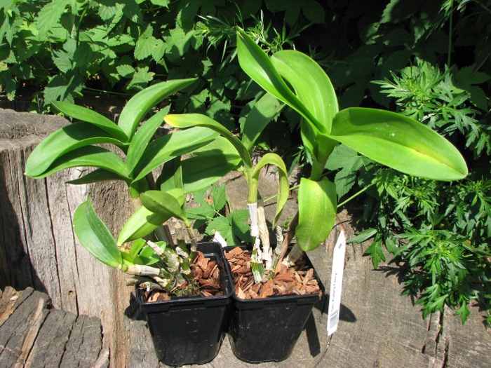 Dendrobium Kultana Fancy.JPG