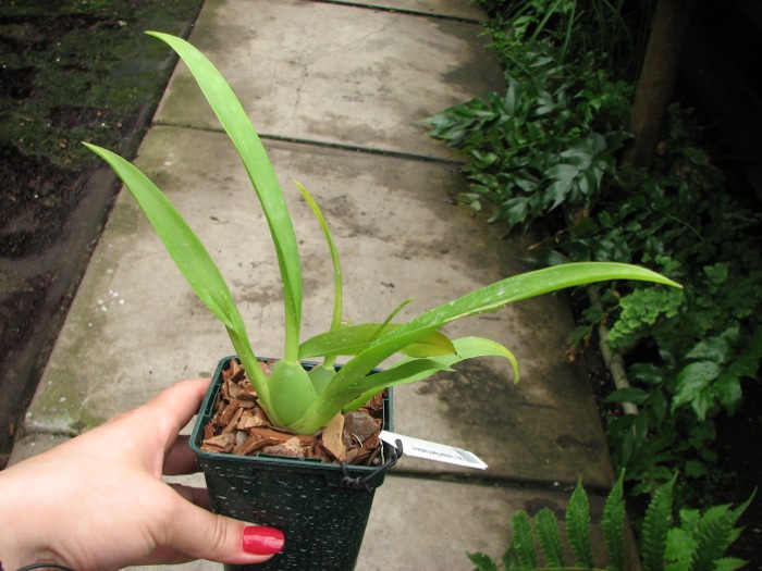 Oncidium Twinkle 'Red Fantasy'.JPG
