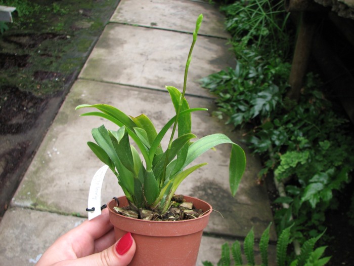 Howeara Chian-Tzy Lovely 'CT Golden Bug'.JPG