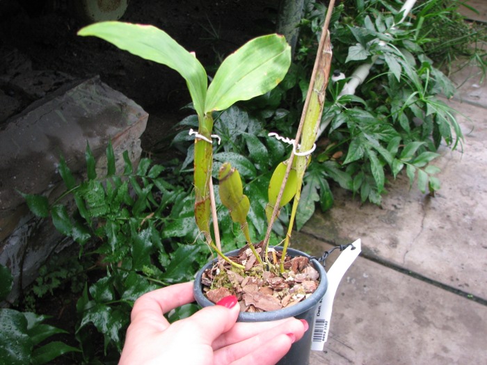 Dendrobium sulcatum.JPG