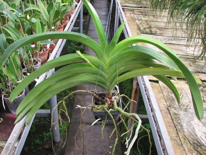Vanda Pranermprai x Ascocenda Butterfly x Vanda Sankhamphaeng.JPG