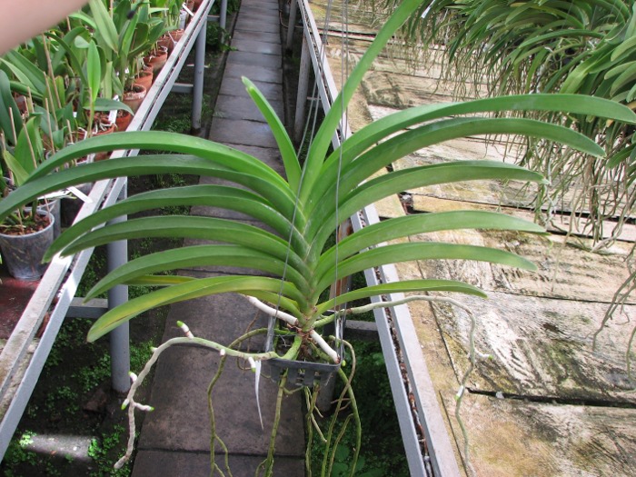 Ascocenda Somsri Gold.JPG