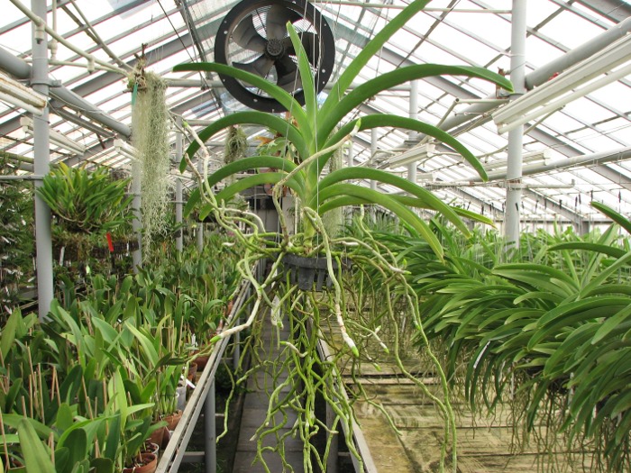 Ascocenda Krailerk White x Ascocenda Jakkrit Gold x Vanda Kultana Gold.JPG
