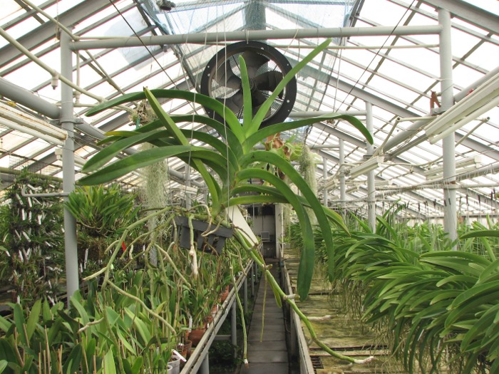Vanda Vivan x Ascocenda Suksamran Gold.JPG