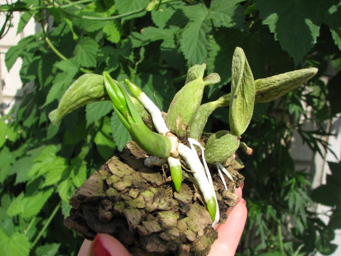 Laelia sincorana XXXX x Laelia sincorana coerulea.JPG