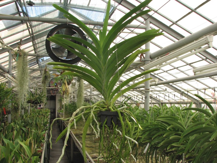 Vanda Fuchs Delight 'Blue Black'.JPG