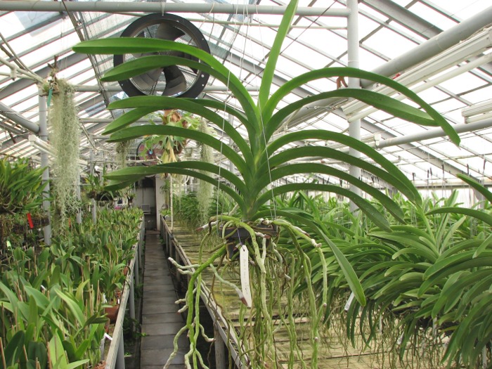 Vanda Pures Wax Patchara.JPG