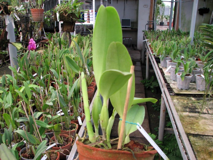 Cattleya trianae tipo 'Giant' x Cattleya trianae (Rolf Altenburg x Vitoria Castro).JPG