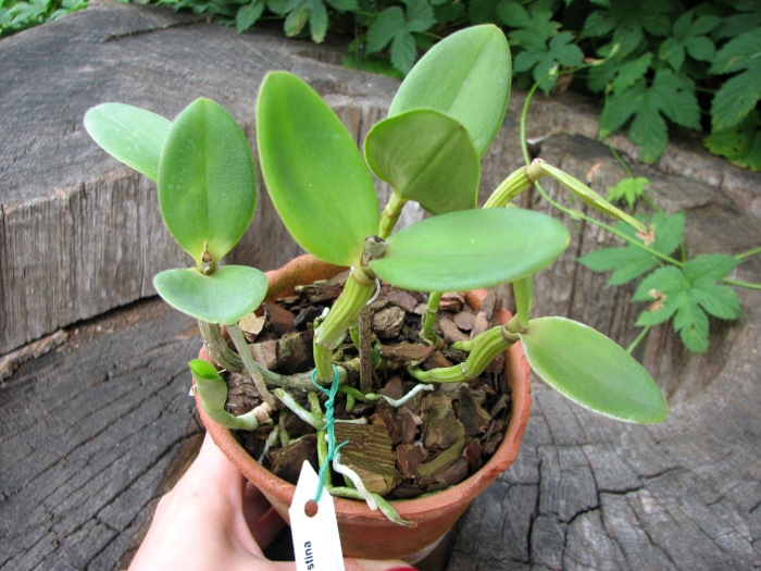 Cattleya intermedia amethystina.JPG