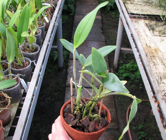 Cattleya Walkerinter.JPG