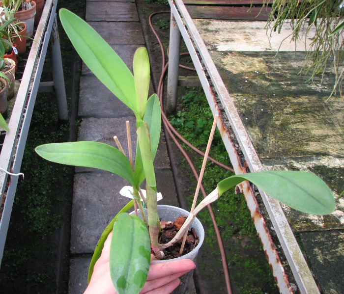 Brassocattleya Angel Lace (Cattleya Little Angel x Brassavola digbyana).JPG