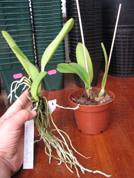 Cattleya dowiana rosea x self.jpg