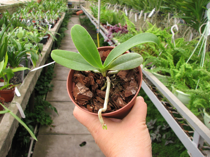 Sedirea japonica.jpg