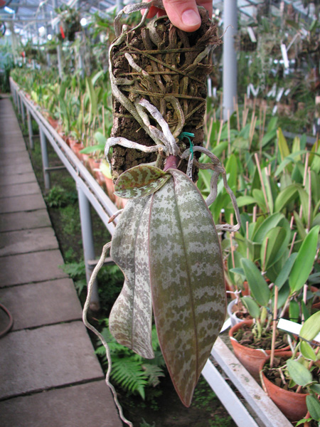 Phalaenopsis schilleriana.jpg