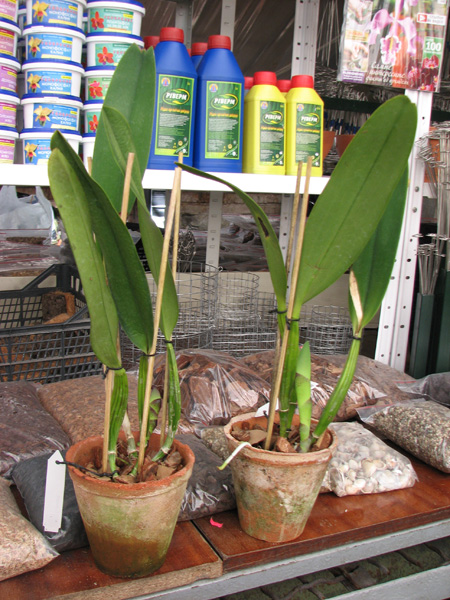 Cattleya mendelii.jpg