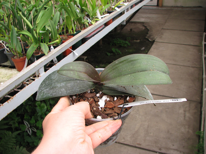 Phalaenopsis Jiaho's Pink Girl.jpg