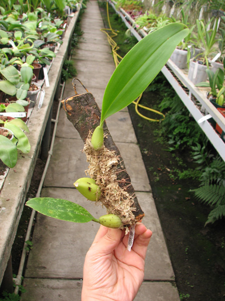 Bulbophyllum coweniorum.jpg