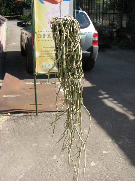 Chiloschista viridiflava.jpg
