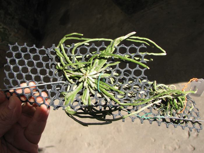 Chilochista usnoides.jpg