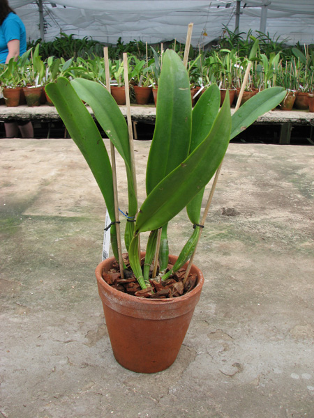Cattleya Gertrude Hausermann.jpg