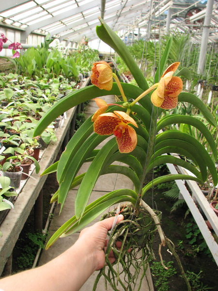 Vanda Kasem's Delight x Ascocenda Yip Gua Chia Long.jpg