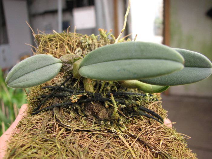Bulbophyllum frostii.jpg