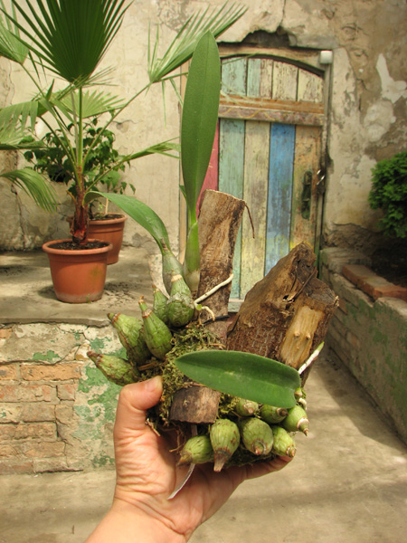 Laelia majale.jpg
