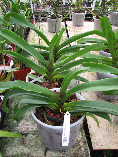 Rhynchostylis gigantea red.jpg