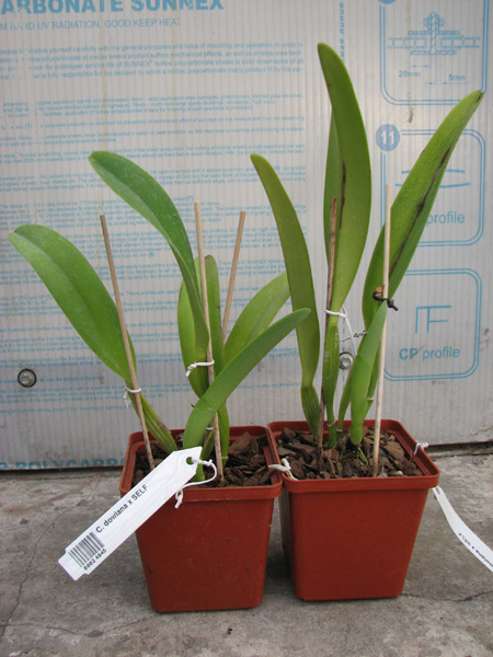 Cattleya dowiana x SELF.jpg