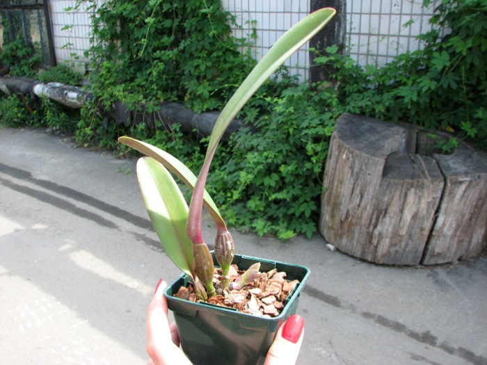 Cattleya rex var. Ayacucho.JPG