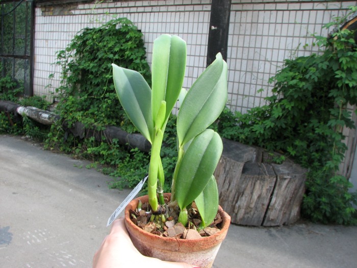 Rhyncholaeliocattleya Always Dream 'Volcano Queen' (Lucky Man x Hawaiian Ovation).JPG