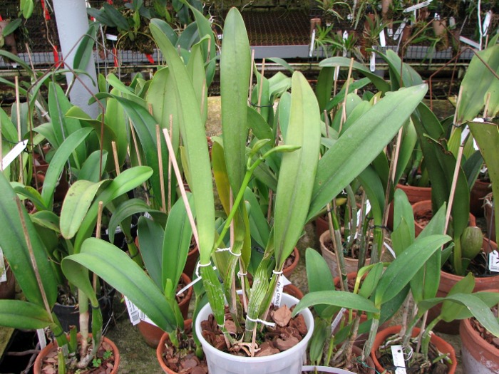 Laeliocattleya Canhamiana coerulea 'Azure Skies' (C. mossiae x L. purpurata).JPG